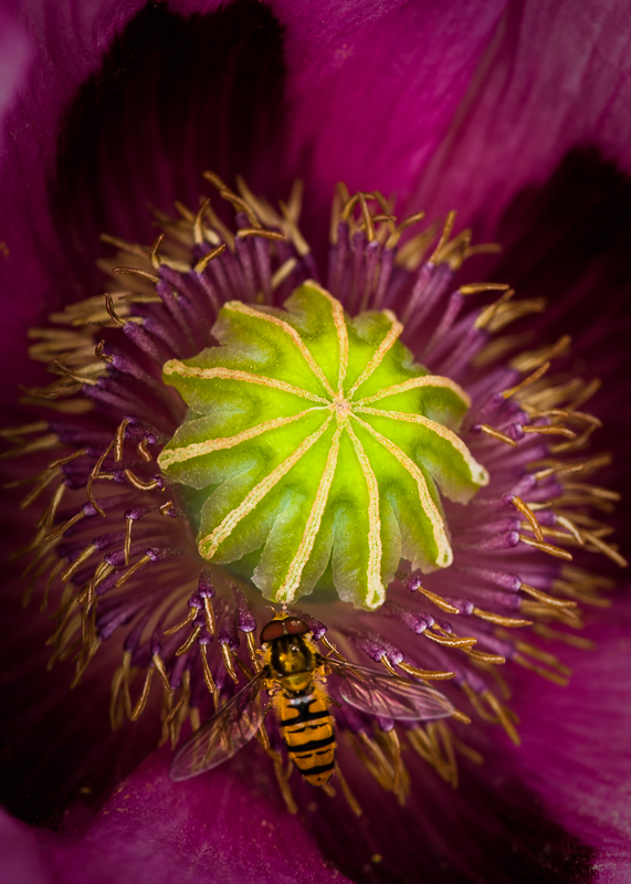 AP007 Hoverfly SAT 5491