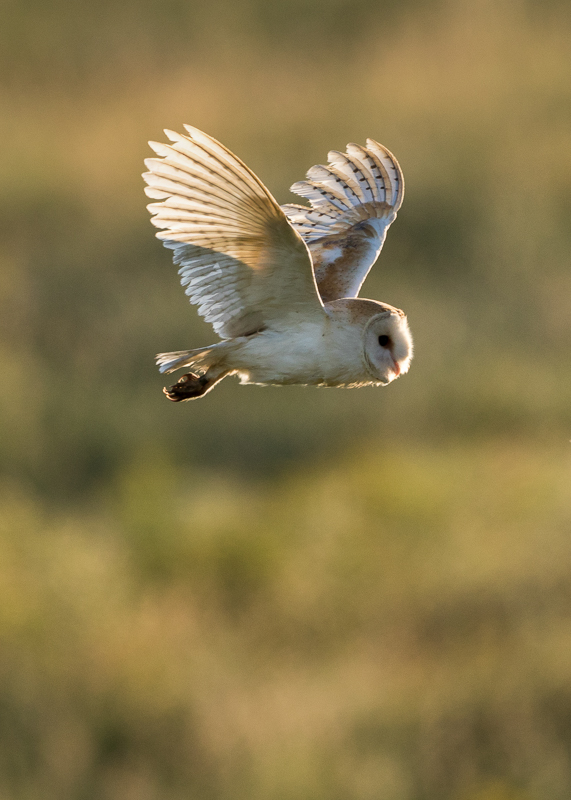 AP008 Barn Owl DM 5