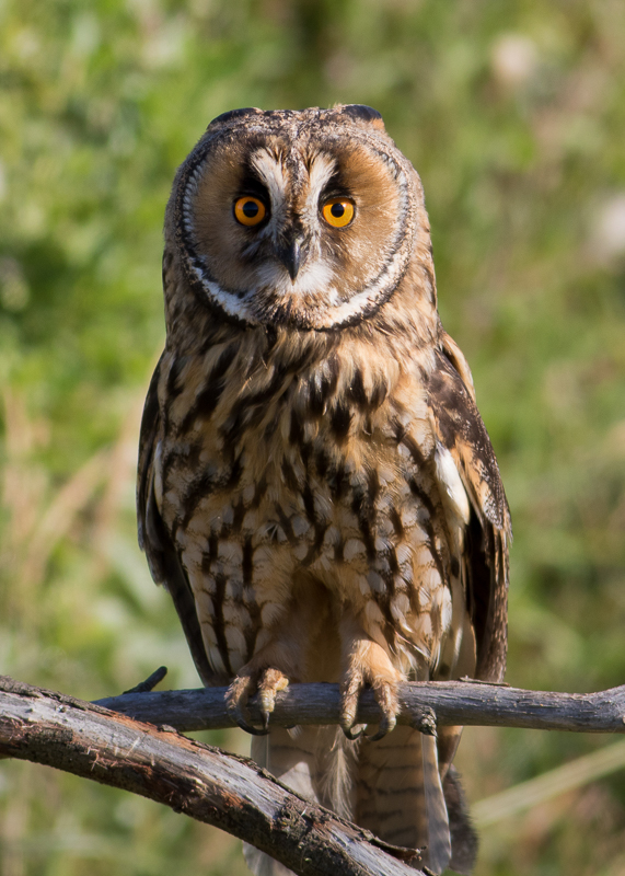 AP009 Long eared Owl DM 1