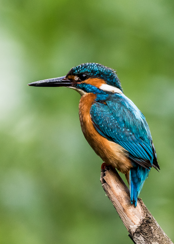 AP010 Kingfisher DM 3