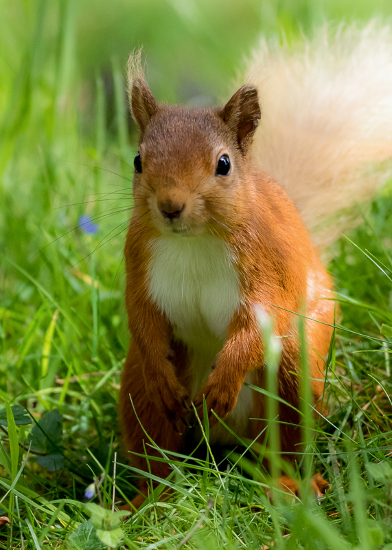 AP011 Red Squirrel DM 4