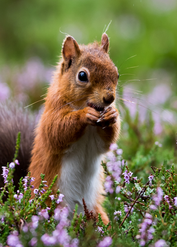 AP012 Red Squirrel in Heather DM 6