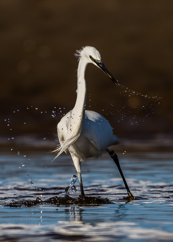 AP013 Little Egret DM 7