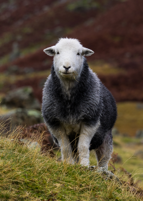 AP015 Herdwick Sheep SAT 17480