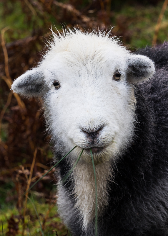 AP016 Hungry Herdy SAT 17534