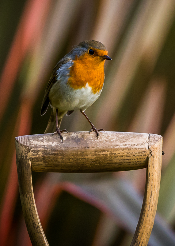 AP017 The Head Gardener DM 9