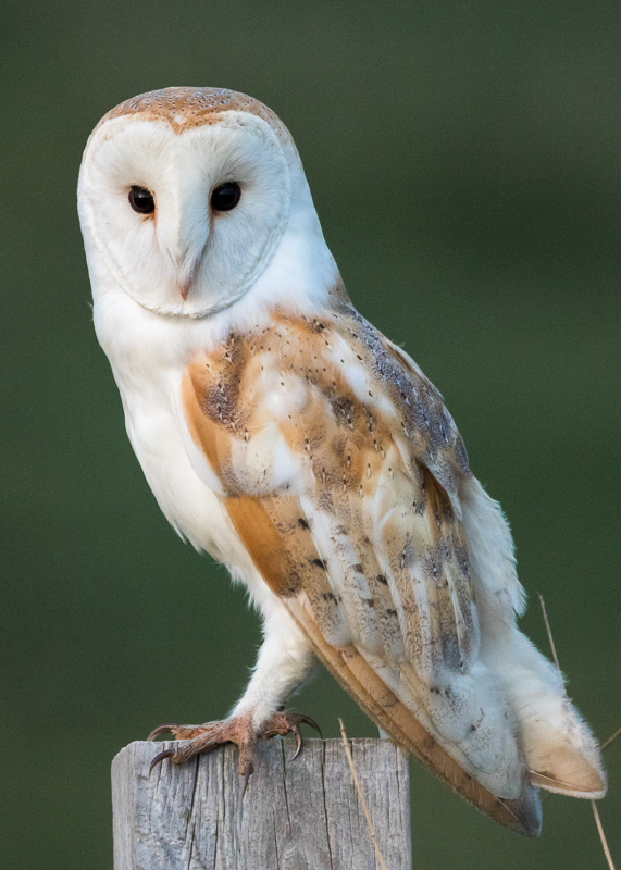 AP018 Barn Owl On A Post DM 10