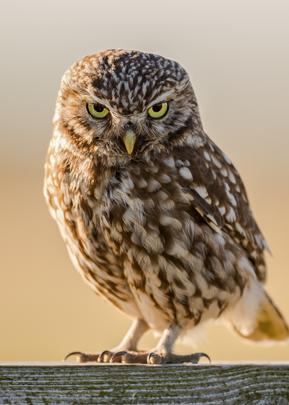 AP019 Little Owl DM 11