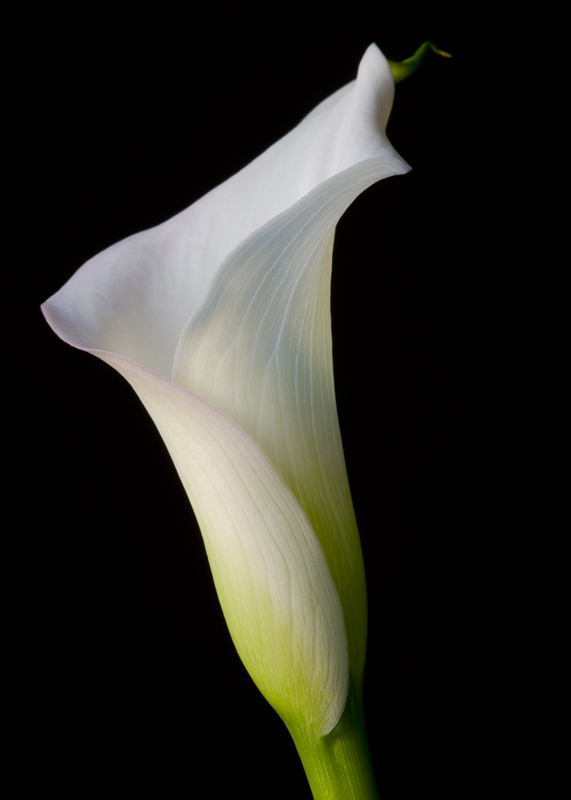 FP018 Calla Lily SAT 6501