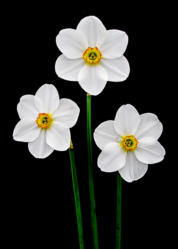 FP019 White Narcissus SAT 12805