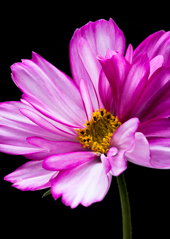 FP020 Razzmatazz SAT 12772