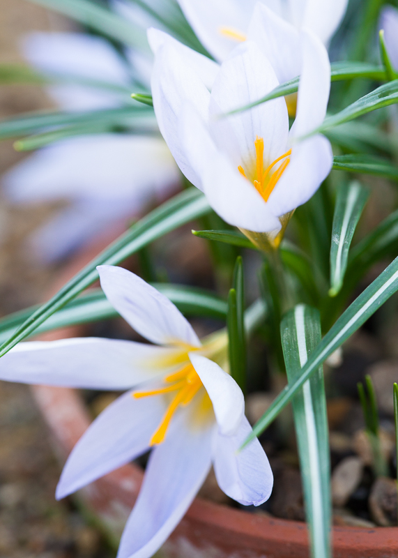 FP021 Crocus sieberi SAT 12678