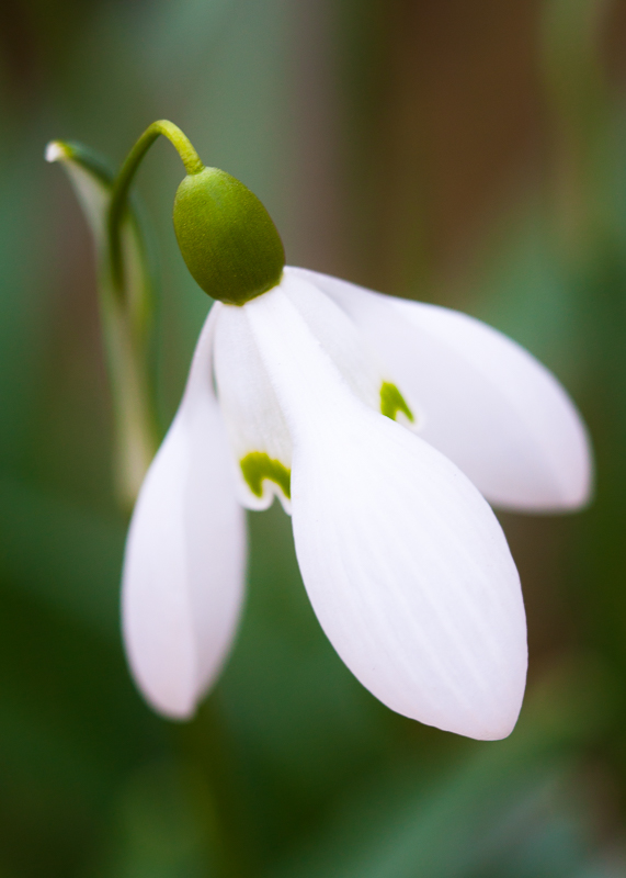FP022 Snowdrop SAT 11100