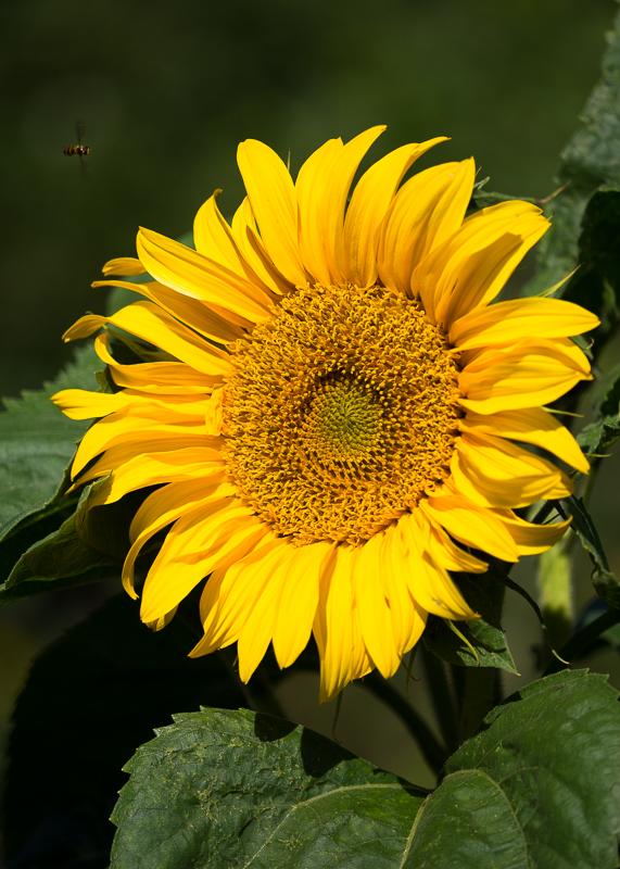 FP023 Walkington Sunflower SAT 15416