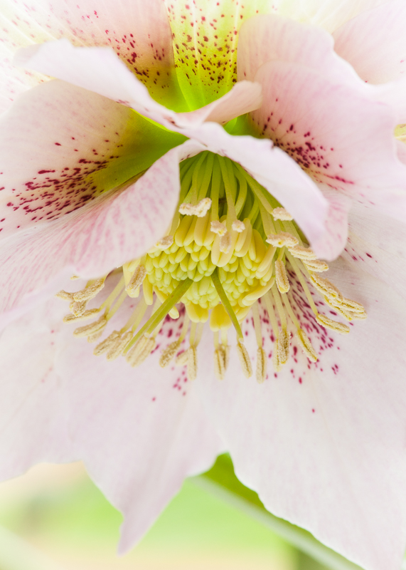 FP024 Blushing Hellebore SAT 14245