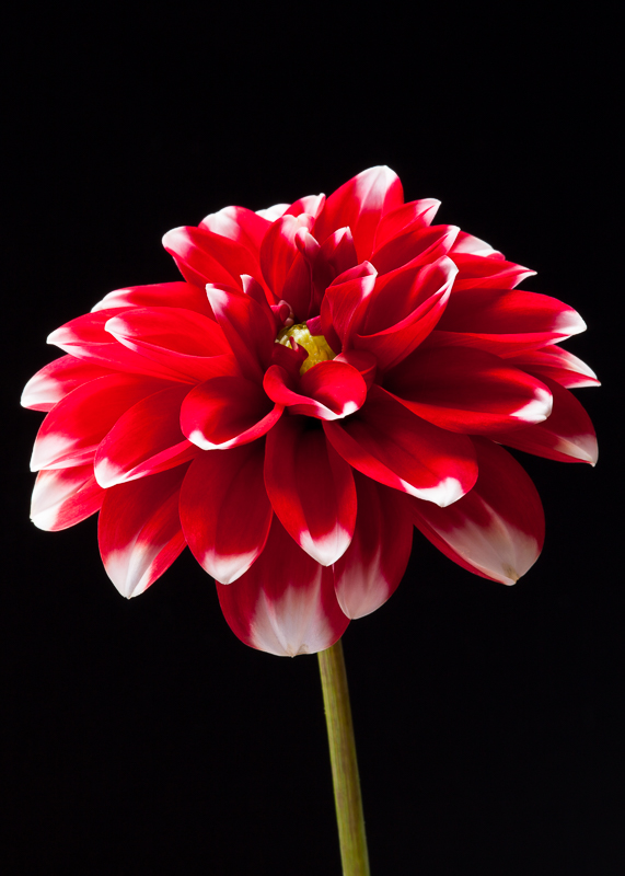 FP025 Red White Dahlia SAT 11426