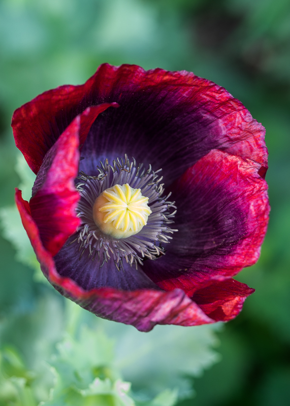 FP026 Poppy SAT 15433