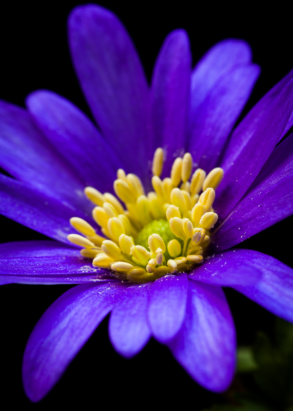 FP027 Windflower SAT 14318