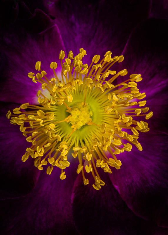 FP028 Golden Eye SAT 15033