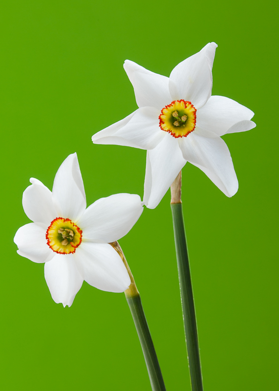 FP029 Duet SAT 14622