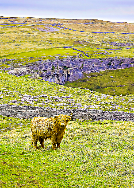 FX001 Highland Cow At Malham highland cow at malham sat 16593
