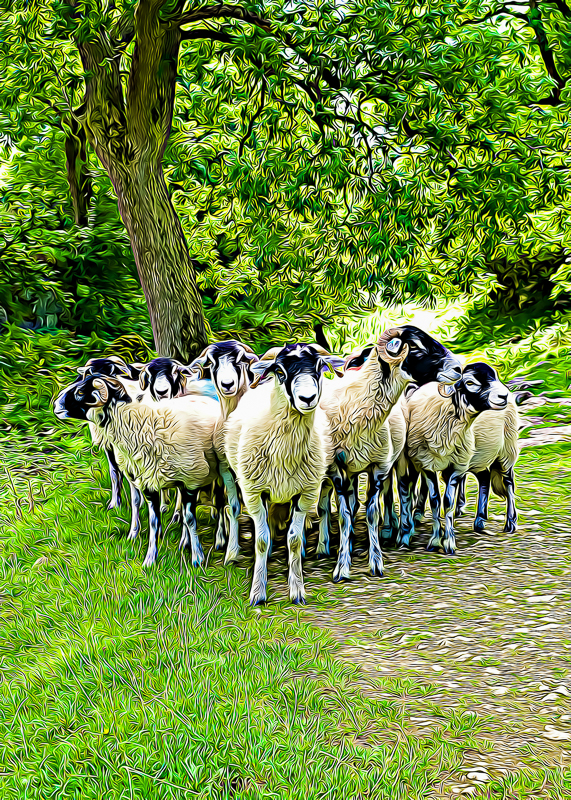 FX005 The Flock the flock sat 15620