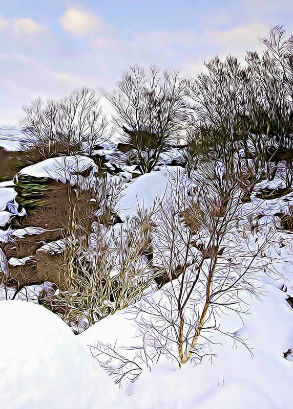FX010 Snowy Birch birch trees in the snow sat 6245