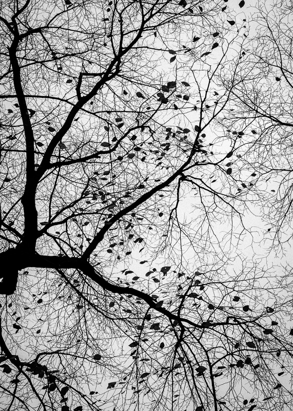 LP020 Silhouette SAT 14001