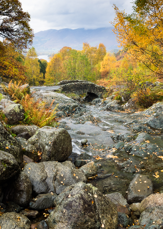 LP022 little Egret SAT 17462