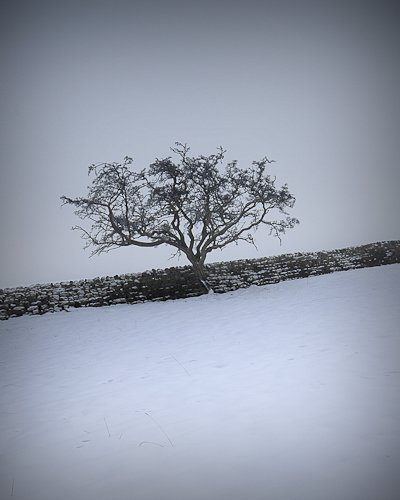 Winter Tree