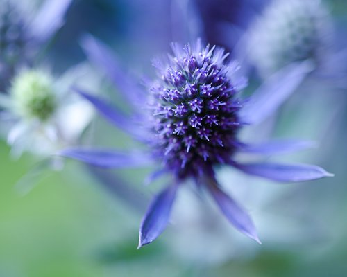 Sea Holly