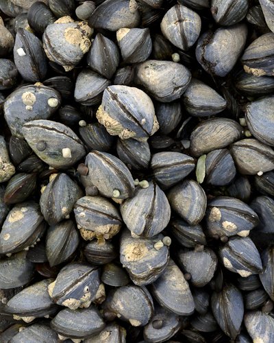 Kilfinchen Bay Mussels