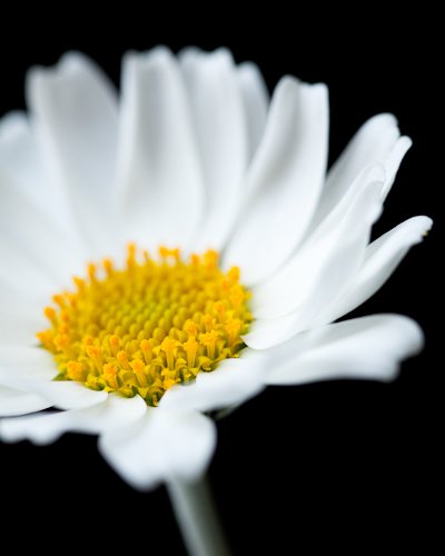 Rhodanthemum