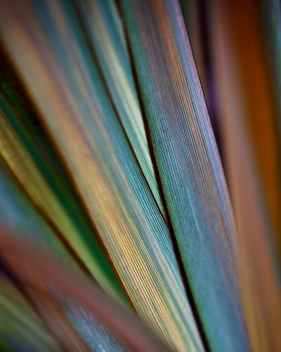 Phormium
