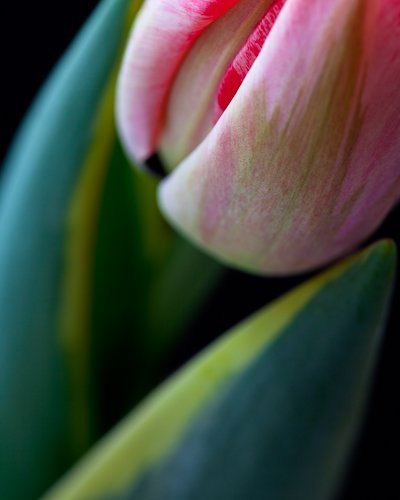 Abstract Tulip
