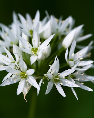 Wild Garlic