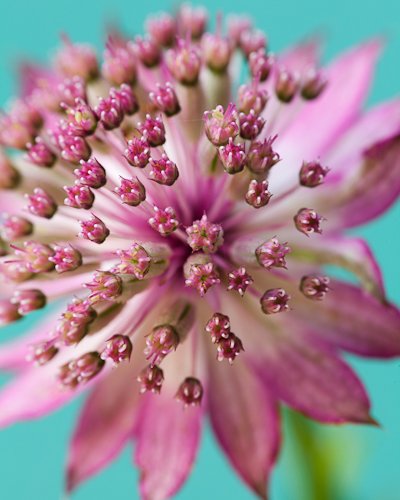 Astrantia