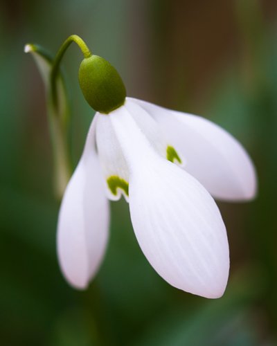 Snowdrop