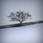 Winter Tree