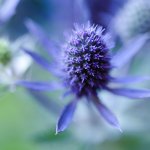 Sea Holly