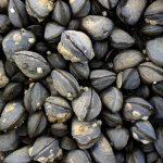 Kilfinchen Bay Mussels