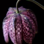 Snake&#039;s Head Fritillary