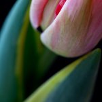 Abstract Tulip