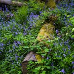 Bluebells &amp; Brambles