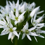 Wild Garlic