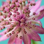 Astrantia