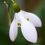 Snowdrop