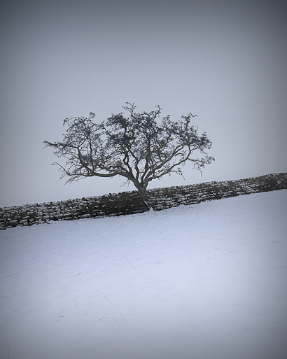 winter tree 2 ilkley